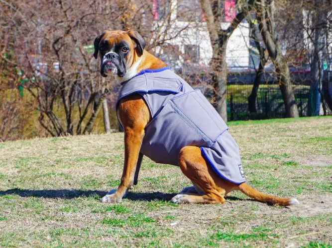 BOXER SOFTSHELL DOG COAT / MADE TO ORDER