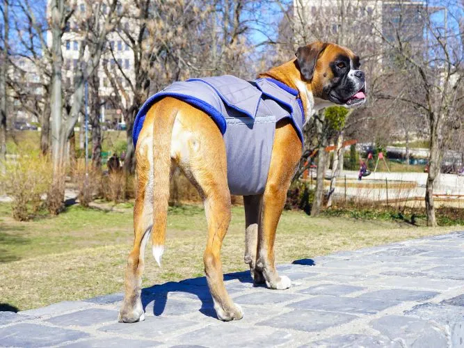 BOXER SOFTSHELL DOG COAT / MADE TO ORDER