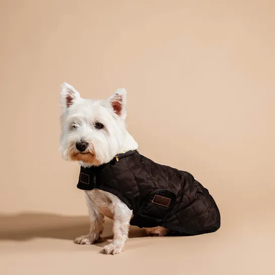 Dog Coat