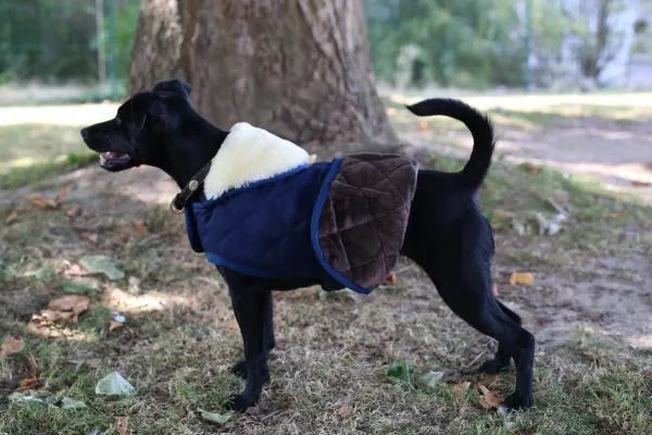 Dog Coat