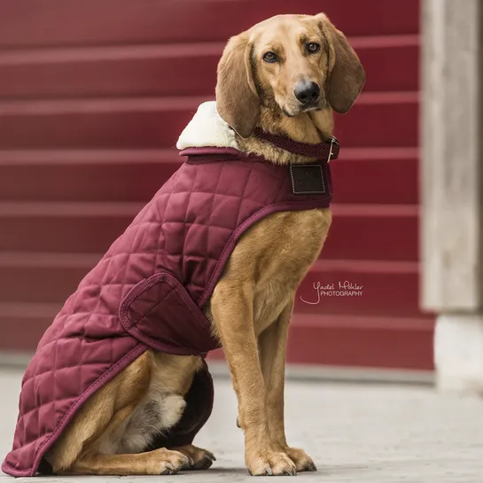 Dog Coat